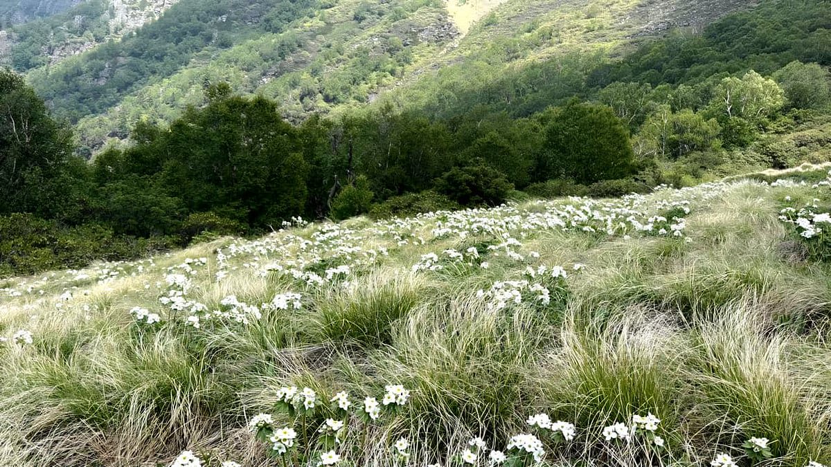 Nanda Devi reserve sees near doubling of landslide zones, new glacial lake amid climate change