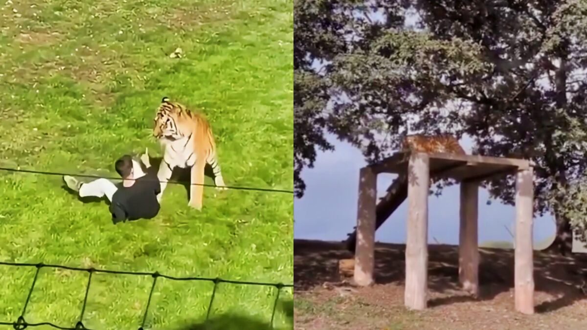 Tiger Attack Victim Identified As His Own Chilling POV Footage Emerges From Deadly Wildlife Park Incident [VIDEO]