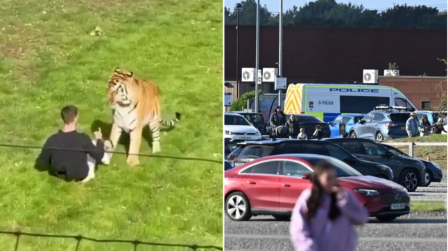 Man ‘jumps into tiger enclosure’ before animal ‘shot by staff’ at wildlife park