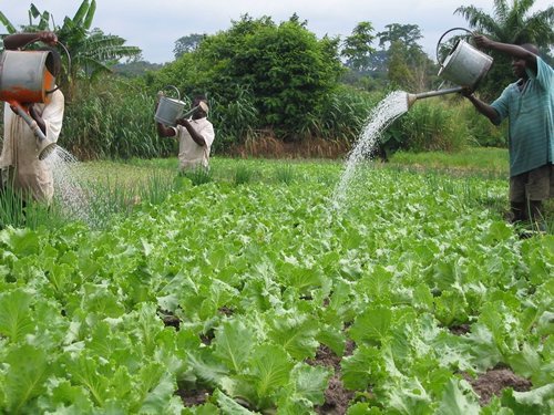 $10bn New Economy Policy must prioritise agricultural value addition – Peasant Farmers
