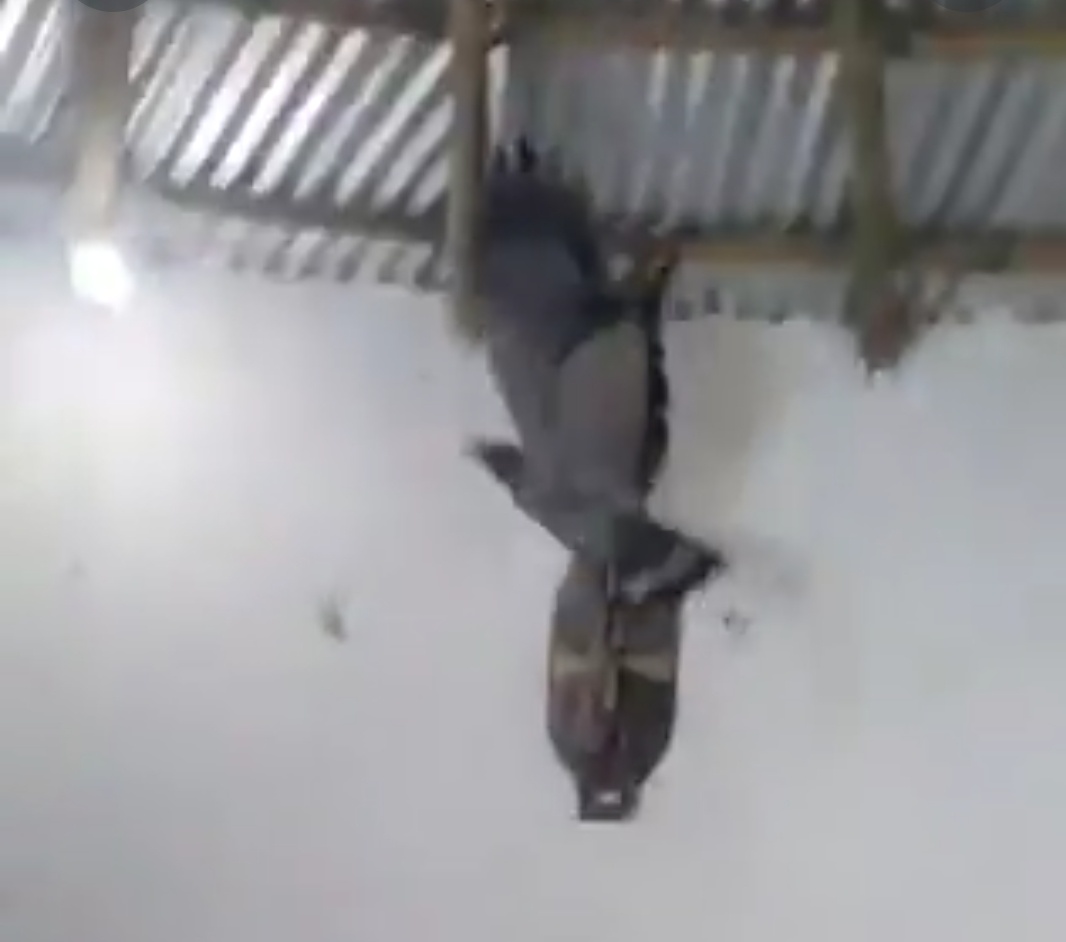 Large bird found inside a Man’s house prompts speculation about witchcraft