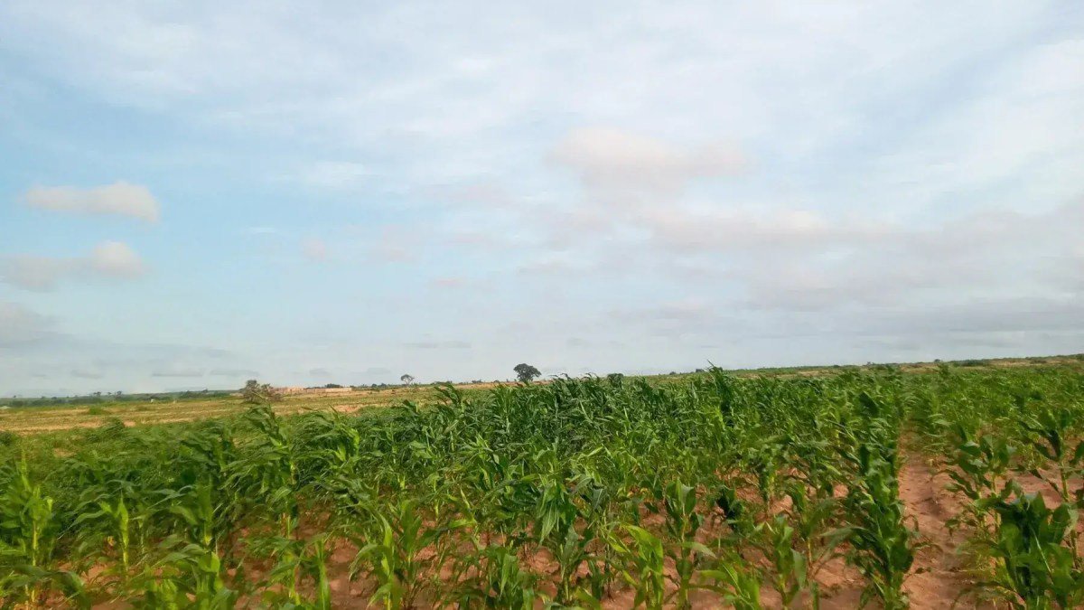 Maize Farming in Nigeria: Planting, Feeding and Yield
