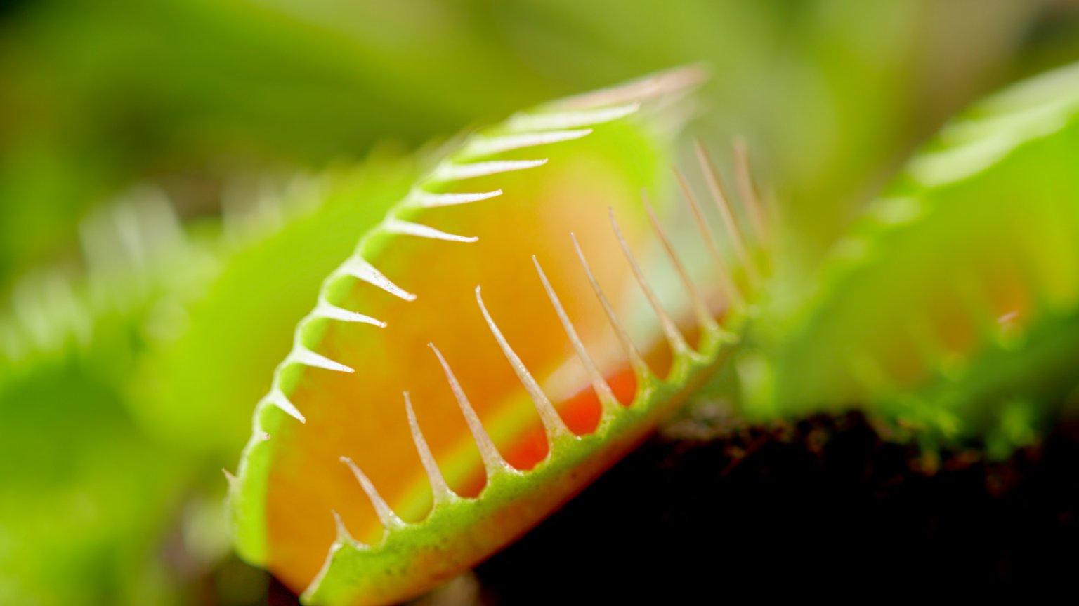 Can carnivorous plants eat people?