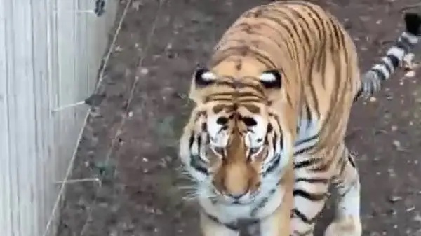 PETA says ‘no one should be surprised’ in defence of tiger following wildlife park death
