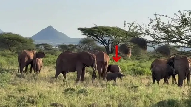 ‘Heartbreakingly poignant’ shot of elephant with dead calf scoops Wildlife Photographer of the Year award