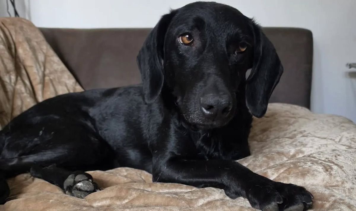3-legged dog rejected by 22,000 people doesn’t understand why nobody wants her