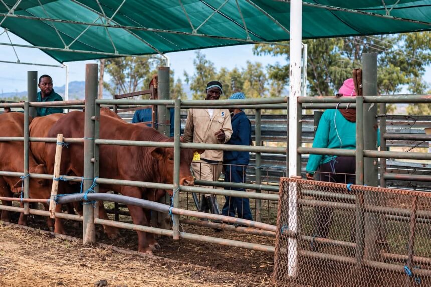 Gauteng Reports 96.9% Decline in Foot-and-Mouth Disease Outbreaks as Livestock Vaccination Campaign Advances