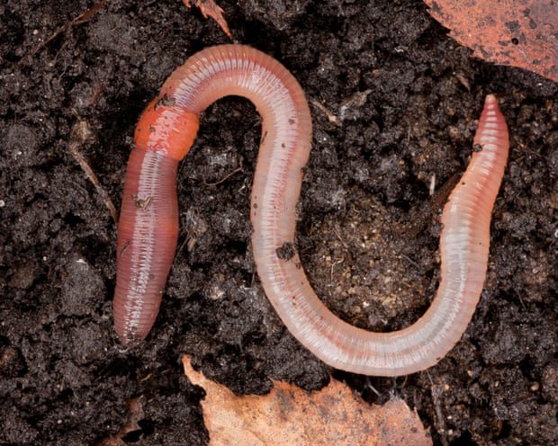 Country diary: Thrilled by Darwin, and the wonder of worms