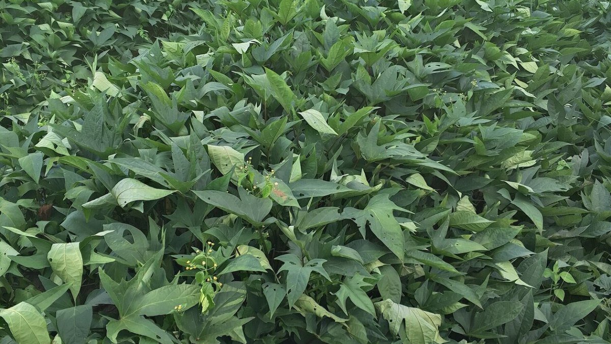 Sweet Potato Farming in Nigeria: Vines, Spacing and Yield