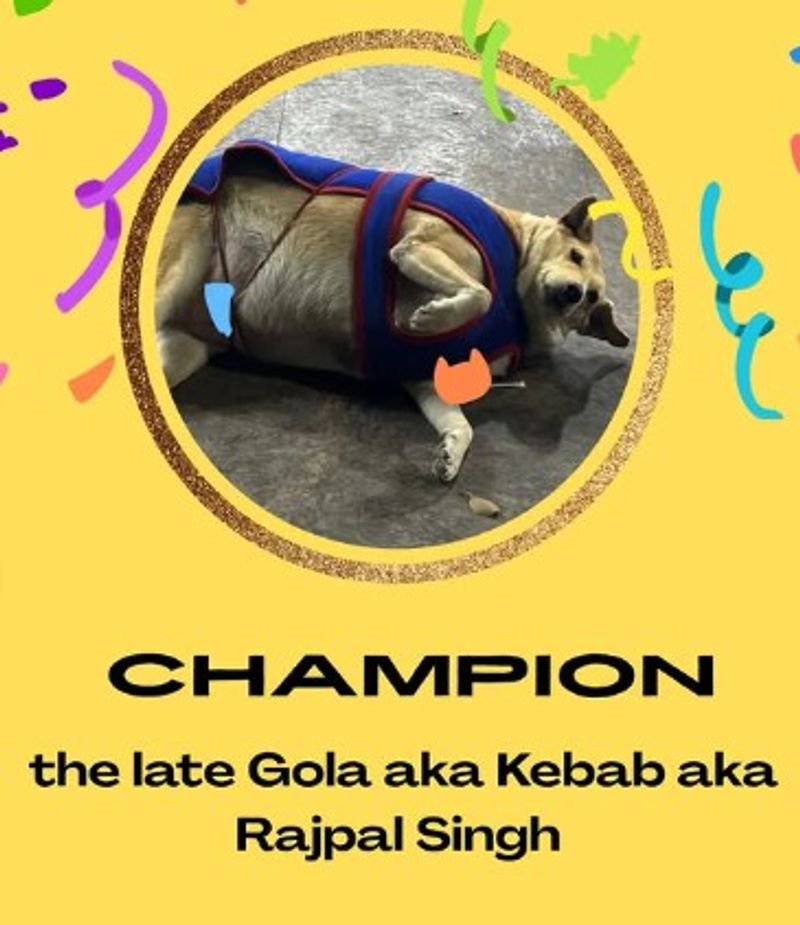 Delhis fattest dog contest: Gola, a 75-kg Hauz Khas fur baby, wins by nearly 40,000 votes