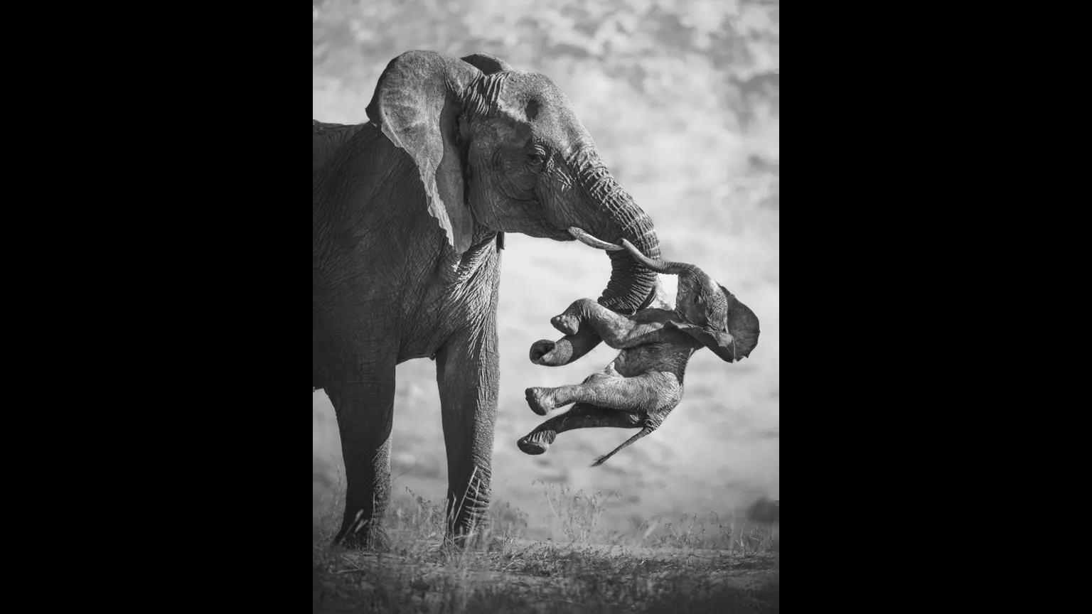 Pictured: Winning entries for Wildlife Photographer of the Year 2026