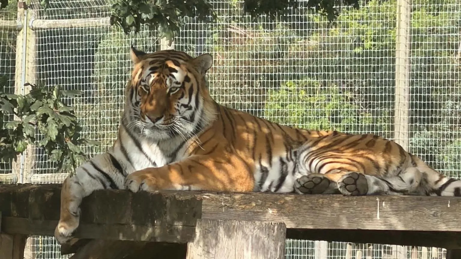 Wildlife park fatal tiger attack – what we know so far