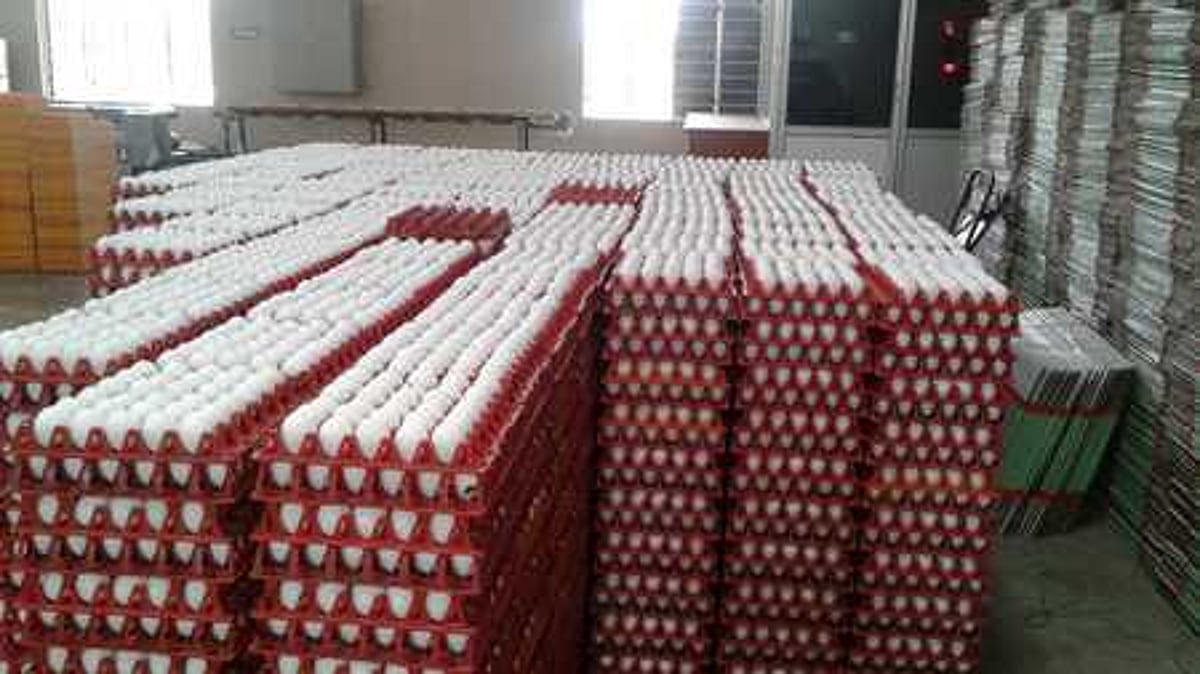 Odisha’s new poultry scheme launched to produce 1K crore more eggs