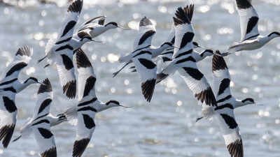 London sent more than 3 million tonnes of excavated railway soil to an Essex island to help rebuild coastal wetlands; a decade after seawalls were breached, the reserve reported a record 39,000 wintering birds