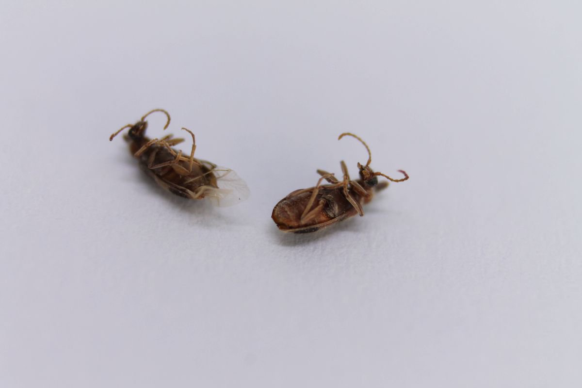 Bed bug chaos onboard 16-hour Perth-Rome flight as antihistamine supplies run out