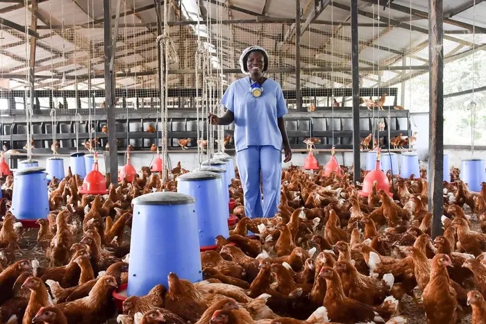 Ghana secures $270m poultry investment agreement to cut chicken imports