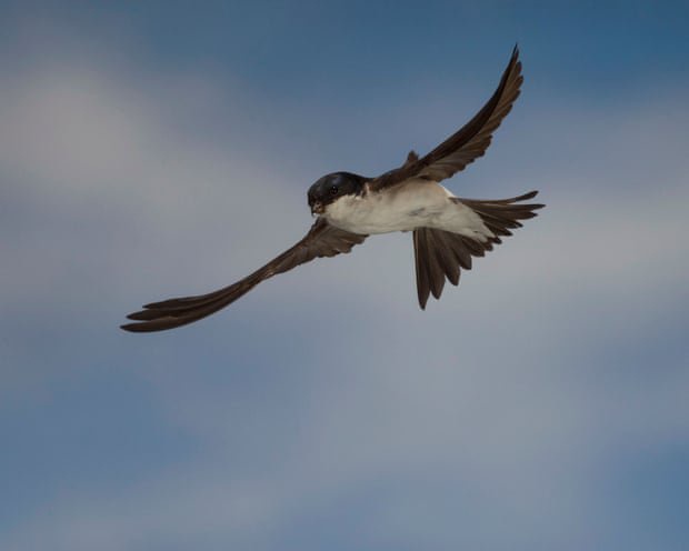 Country diary: The house martins are gone, but not forgotten