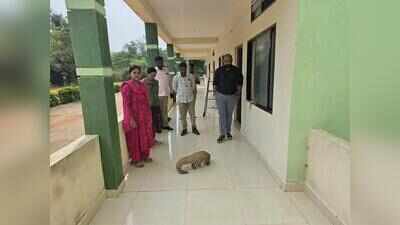 Rare pangolin found in Haveri PWD quarters, rescued