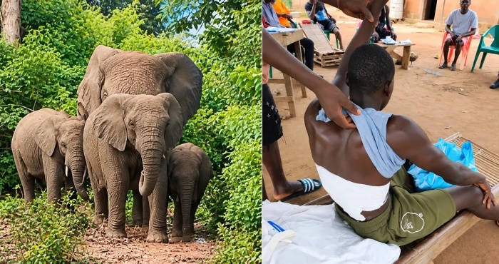 Agression animalière :Un éléphant blesse grièvement un jeune de Badikaha dans un champs de maïs