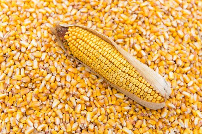 Cheaper maize offers route to recovery for poultry farmers