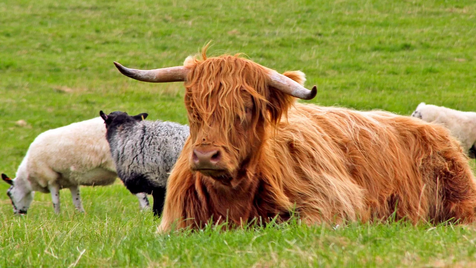 Bluetongue restriction zone extension a ‘positive thing’ for farmers