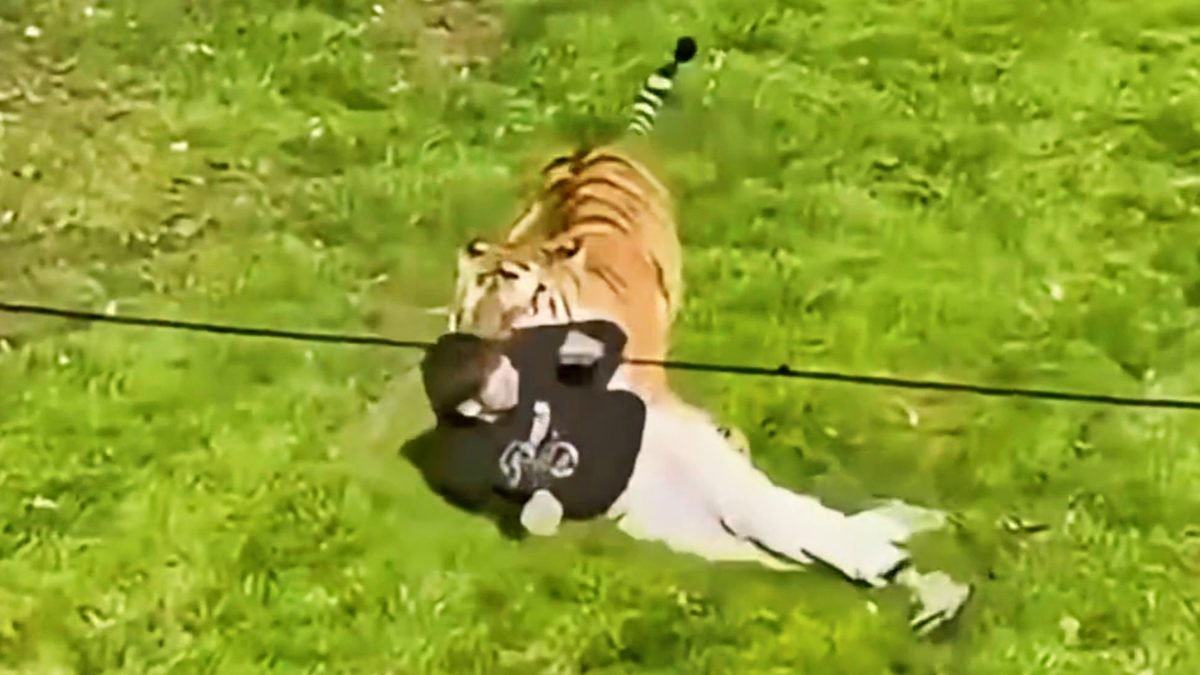 Nightmare Scene As Man Jumps Into Tiger Enclosure At Zoo In England [VIDEO]