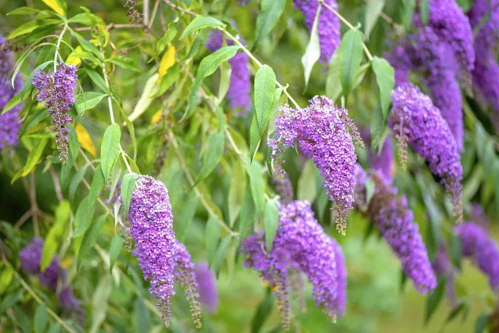 Never Grow Butterfly Bush in Your Garden—5 Non-Invasive Plants You Should Grow Instead