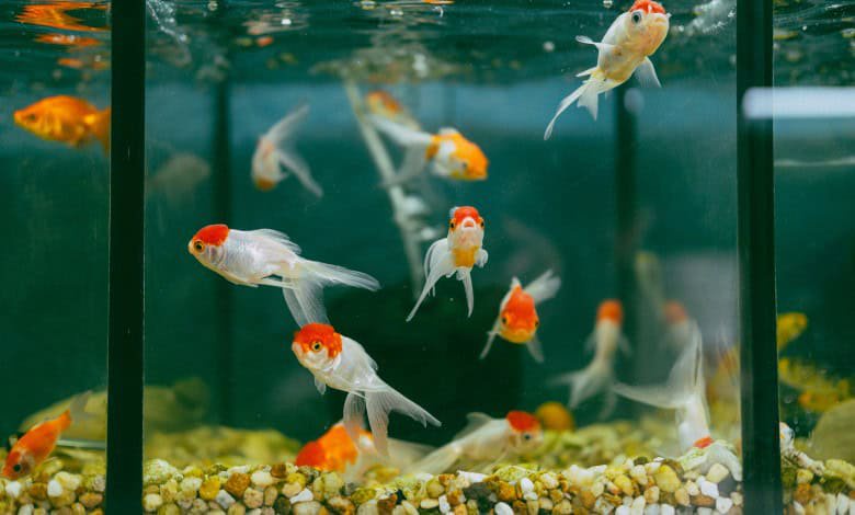 How to reduce the risk of disease in your fish tank