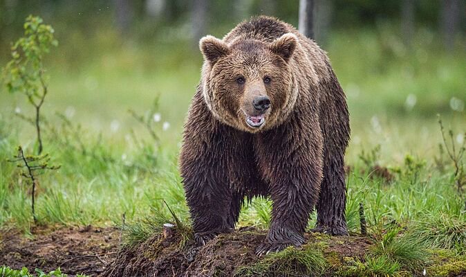 Horror as teen mauled by brown bear in vicious attack