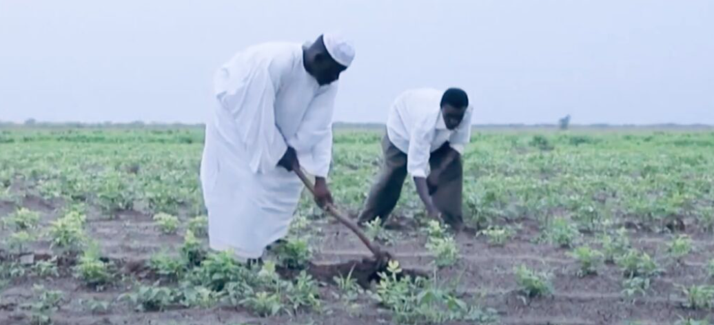 Poor rains hit farming in Kass, South Darfur