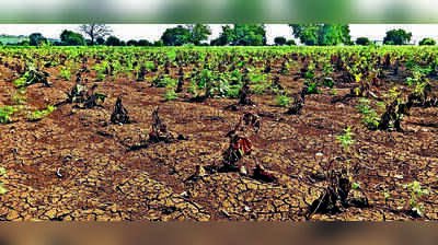 Maha aims to provide drought relief to farmers before Diwali