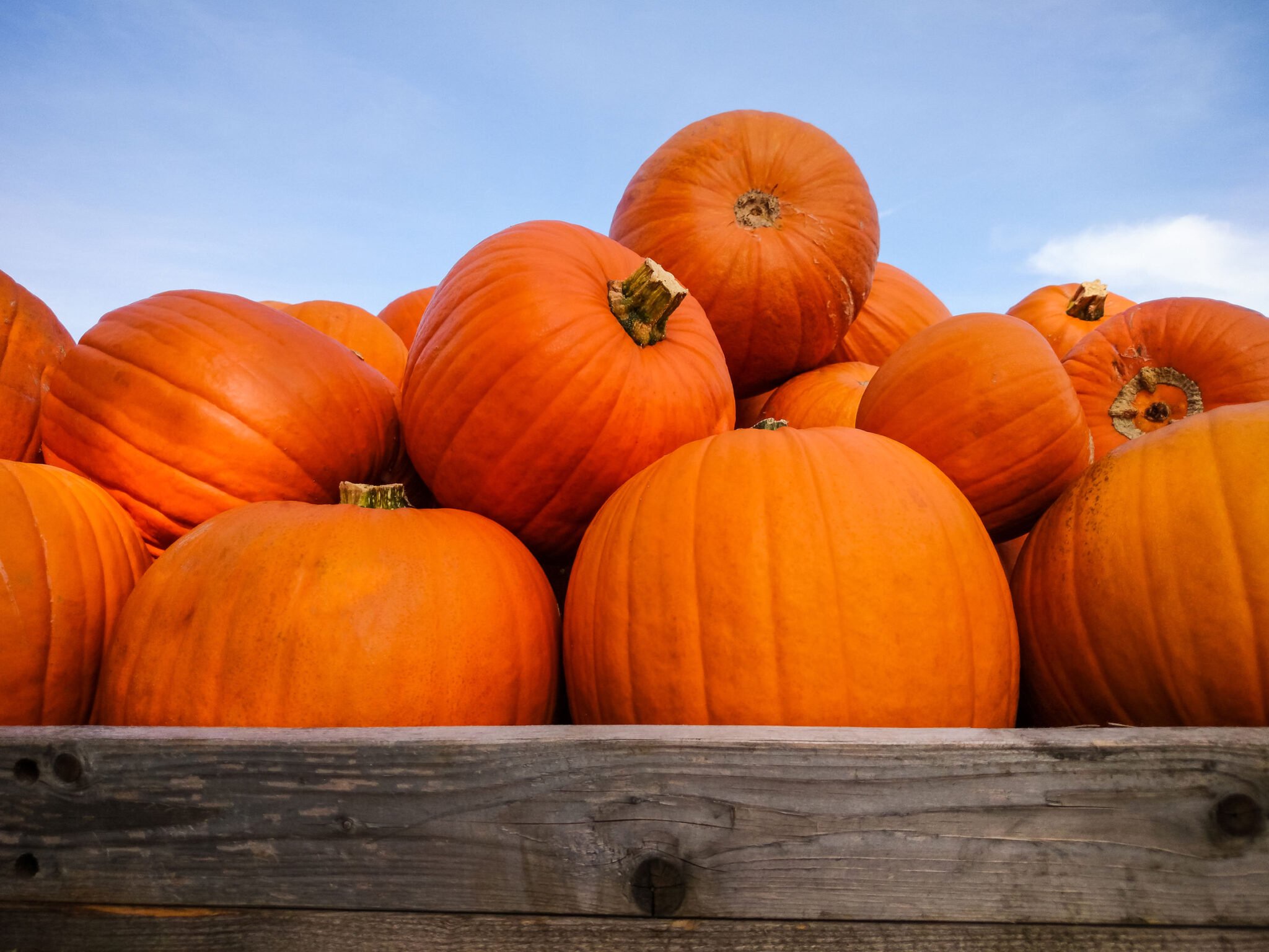BREAKING: Pumpkin Benefits: Diseases It May Help Fight & Other Uses