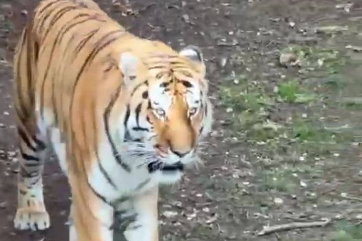 Last words man mauled to death by tiger repeatedly shouted during attack at UK zoo