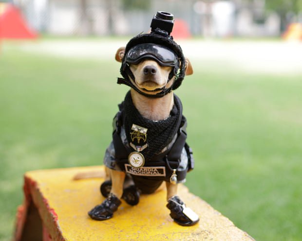 Paw patrol: Mexico debuts tiniest national guard recruit