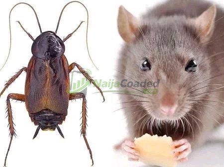 How To Get Rid Of Stubborn Rats, Bed Bud And Cockroaches