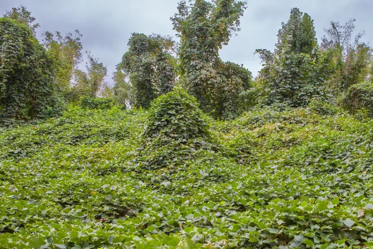 How a ‘Miracle’ Vine from Japan Became an Invasive Species 100 Years Ago After American Farmers Were Paid $8 Per Acre to Plant It