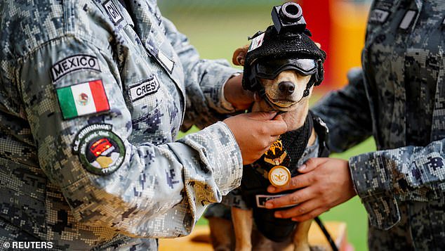 Meet the Mexican military’s newest recruit