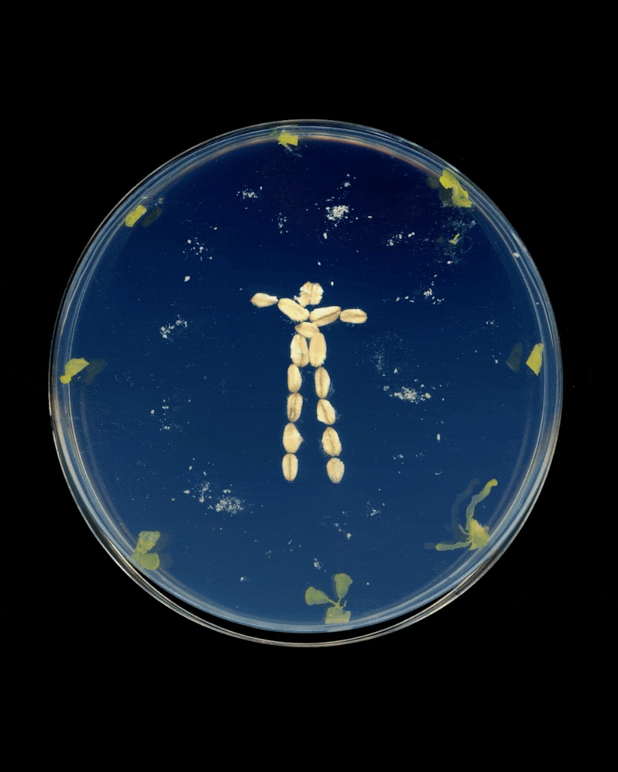 Logos and glyphs grow out of agar and grapevines in Emi Takahashi’s graphic explorations of living forms