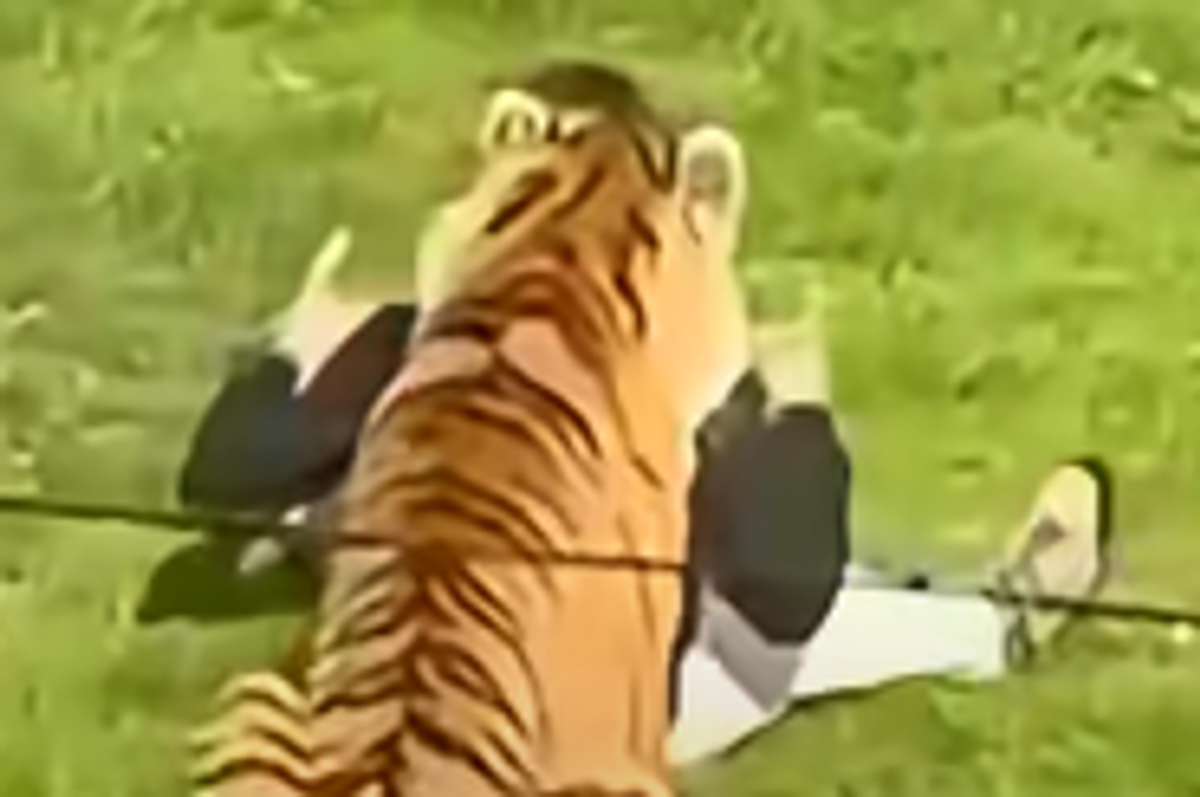 Man mauled by tiger ‘dancing happily with AirPods in’ before ‘wanting to play’