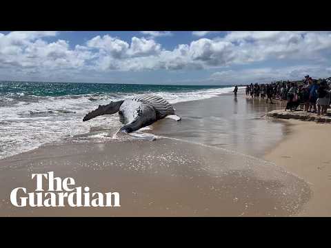 Whale carcass washes up on popular Perth beach, drawing hundreds of onlookers – video
