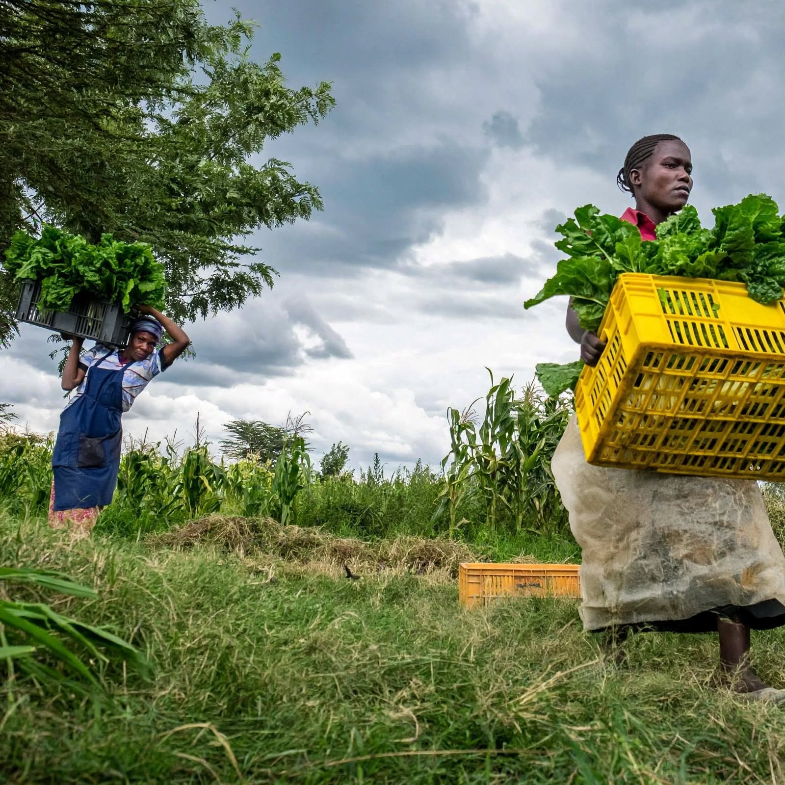 Tough Times Ahead As Food Prices In Kenya Set To Rise – Check The Full Reason