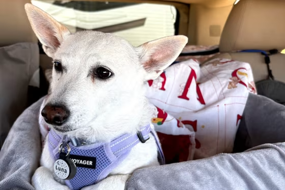 Search for missing pup in Yellowstone is under pressure as winter nears