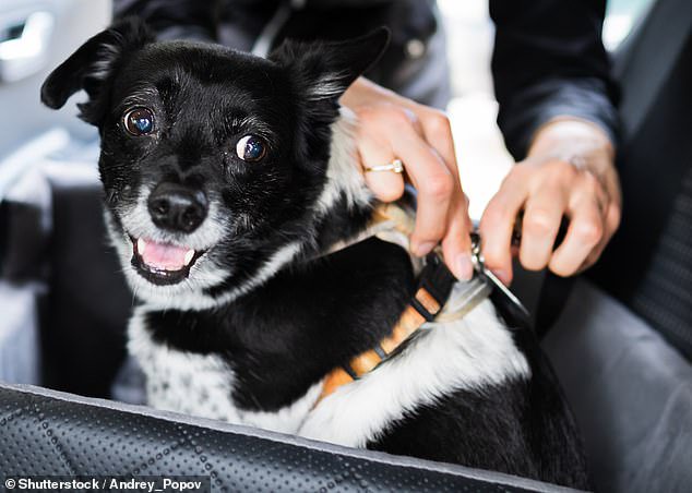 Ruff ride? Why dogs should buckle up as death rate for fluffy friends in car accidents is high, research finds