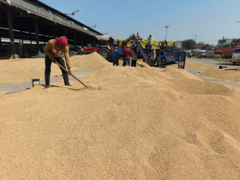 Rain halts paddy harvesting across region