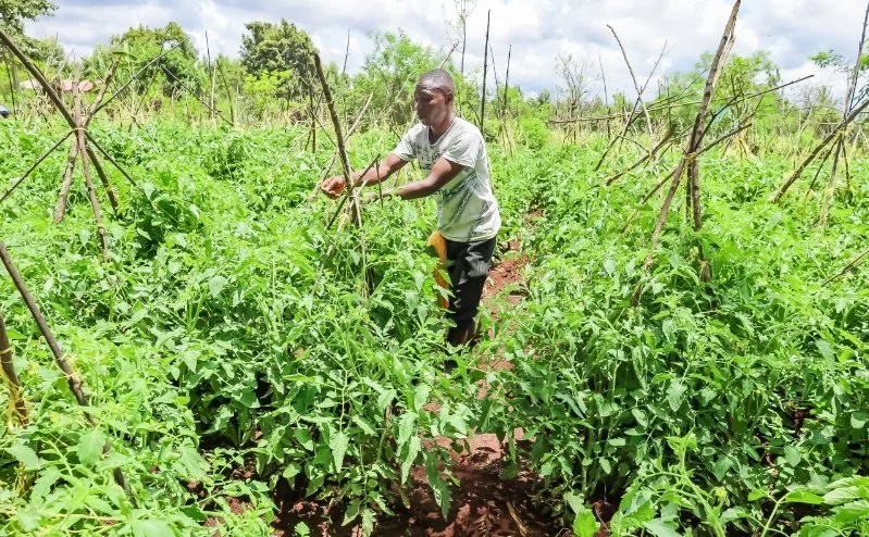 Cheaper, disease-free seedlings spark farming boom in Kirinyaga