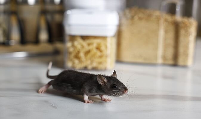 I asked experts how to keep rats and mice away — they all recommended £1 item