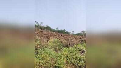 Why plant water-intensive Miyawaki on cleared forest land amid drought, ask citizens