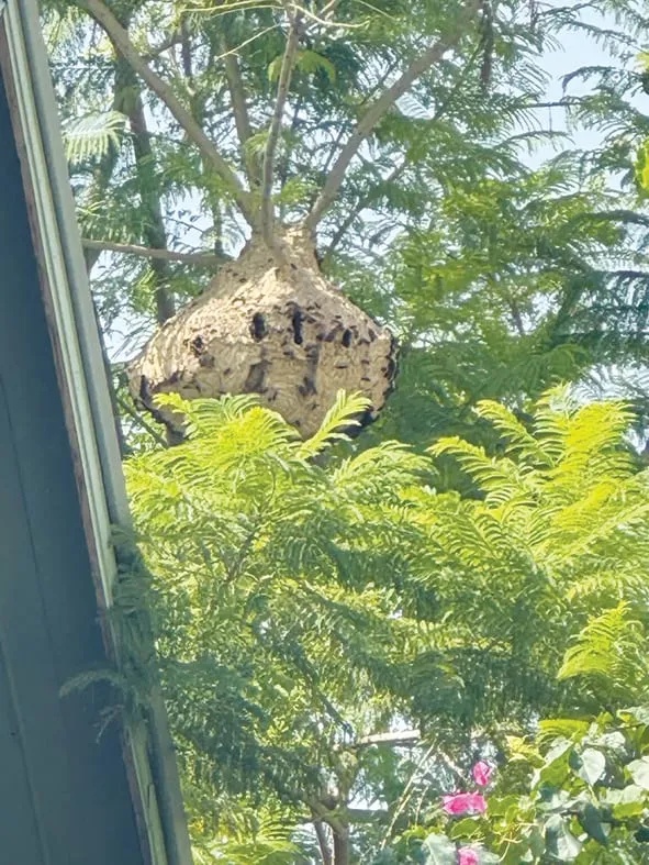 The hornets nest