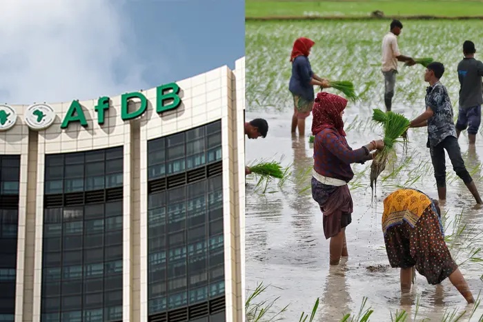 Ghana secures $18.8m grant from AfDB to boost rice production, target self-sufficiency by 2028