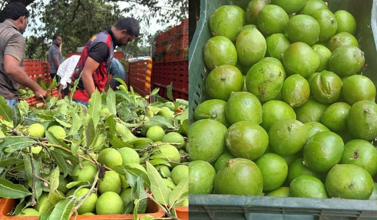 Punasa mangoes fetch Rs 5 cr to Prakasam farmers